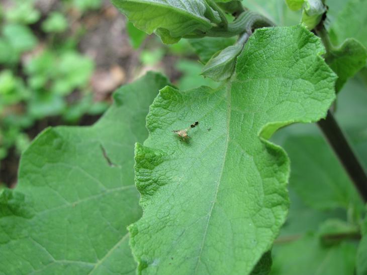 Diptera da ID